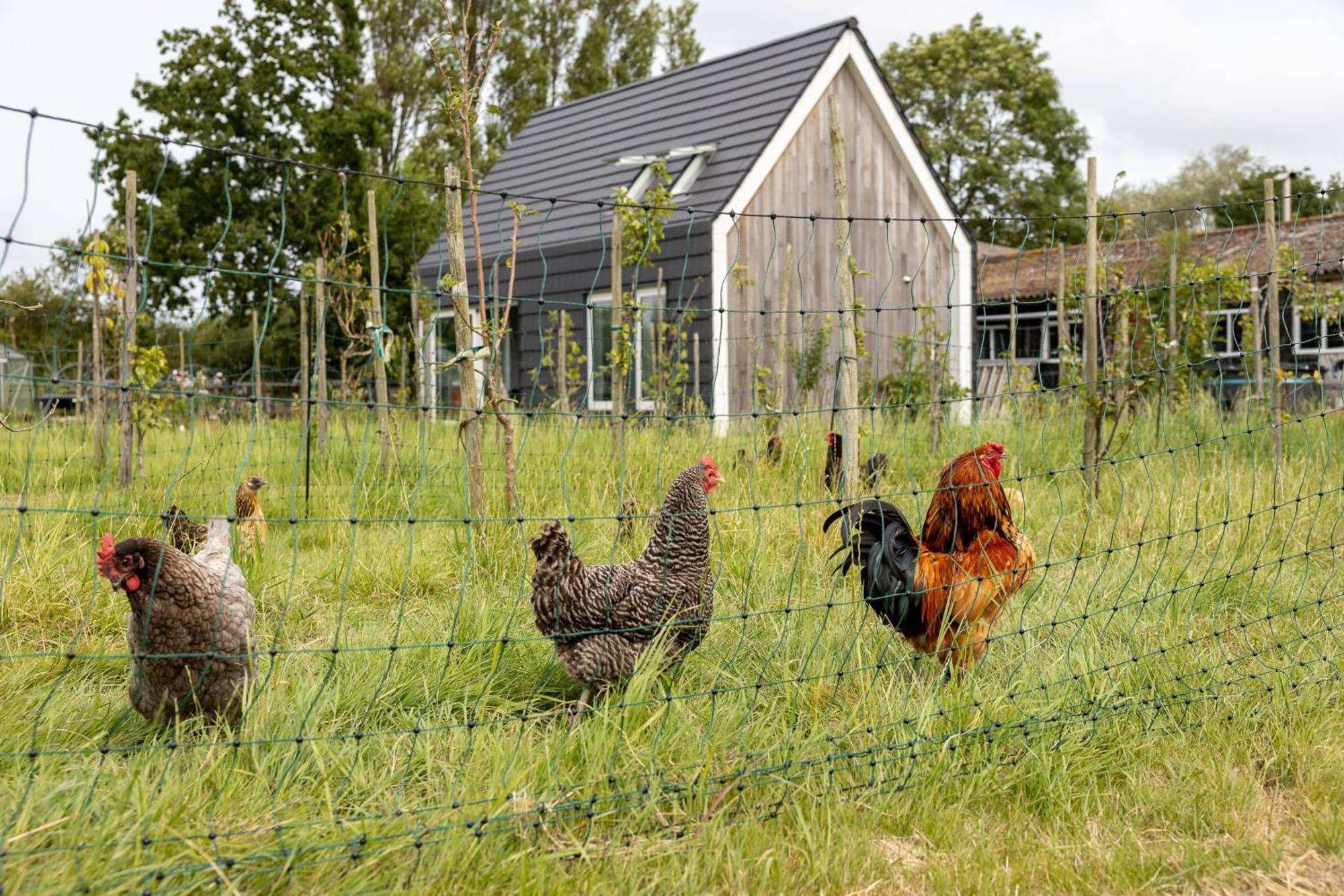 Hello Zeeland - Vakantiewoning Kalfhoeksepad 8 Holiday home Aagtekerke